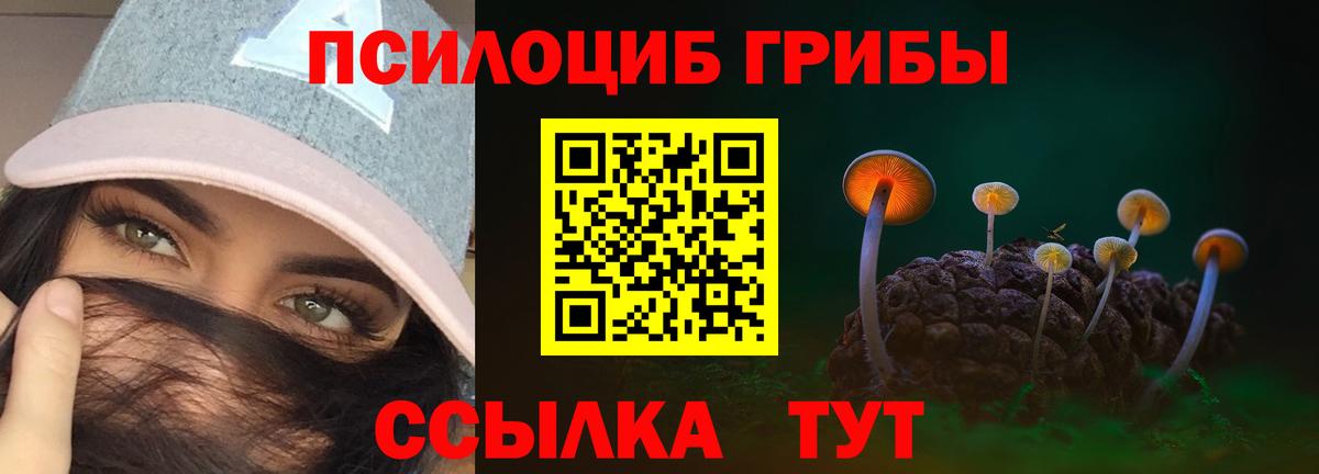 Псилоцибиновые грибы Psilocybe Кондопога